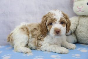Cockapoo puppy