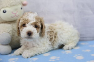 Cockapoo puppy