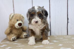 Miniature Bernadoodle puppy