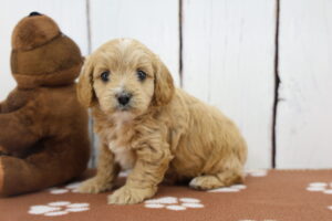 Cavapoo puppy