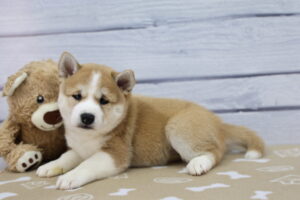 Shiba Inu puppy