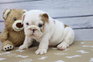 Victorian Bulldog puppy