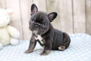 French Bulldog puppy