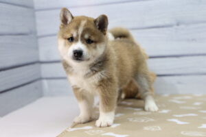 Shiba Inu puppy