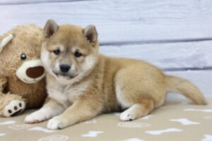 Shiba Inu puppy