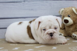 Victorian Bulldog puppy