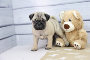 Pug puppy