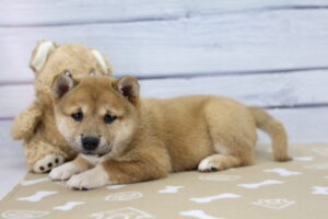 Shiba Inu puppy
