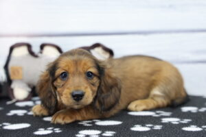Miniature Dachshund puppy