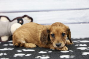 Miniature Dachshund puppy
