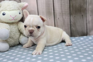 French Bulldog puppy