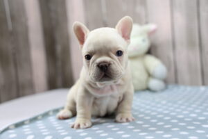 French Bulldog puppy