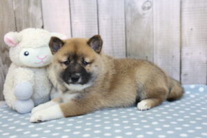 Shiba Inu puppy
