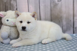 Shiba Inu puppy