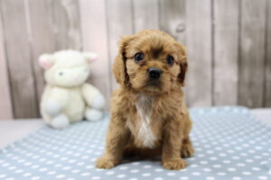 Cavalier King Charles Spaniel puppy