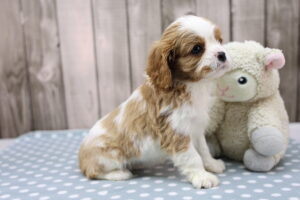Cavalier King Charles Spaniel puppy