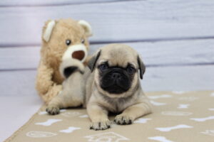 Pug puppy