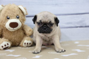 Pug puppy