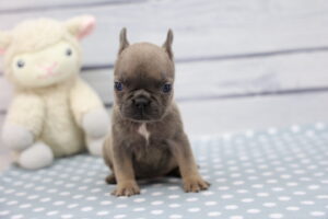 French Bulldog puppy