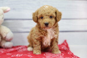 Miniature Poodle puppy