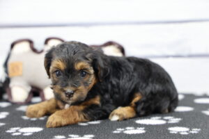 Yorkie Poo puppy