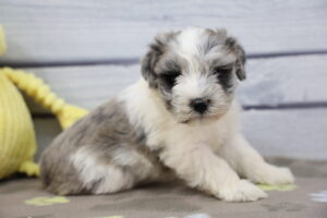 Miniature Schnauzer puppy