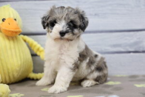 Miniature Schnauzer puppy