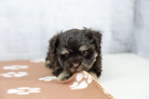 Havanese puppy