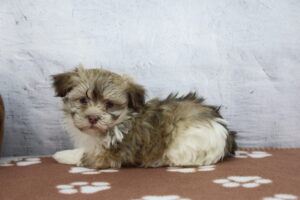 Havanese puppy