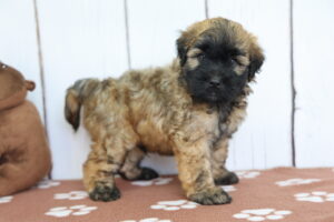 Miniature Whoodle puppy