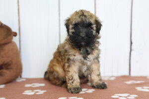 Miniature Whoodle puppy