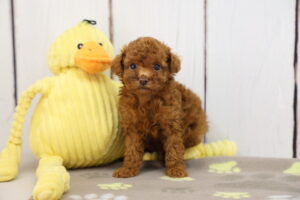 Toy Poodle puppy
