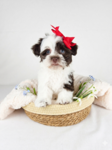 Havanese puppy