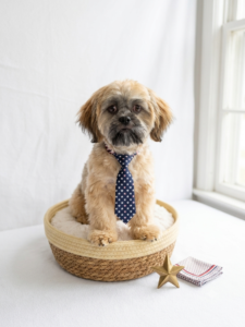 Happiness Is Pets Lhasa Apso puppy available