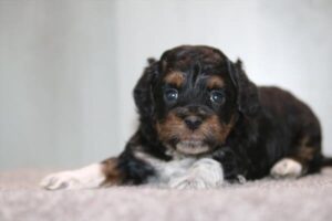 Havapoo puppy