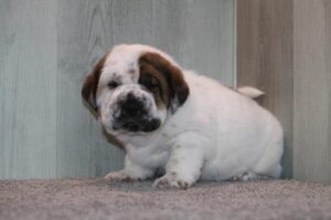 Walrus puppy
