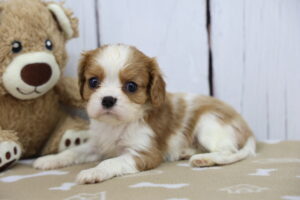 Cavalier King Charles Spaniel puppy