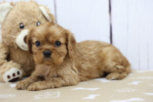 Cavalier King Charles Spaniel puppy