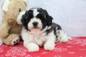 Teddy Bear puppy