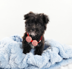 Happiness Is Pets Morkie puppy available