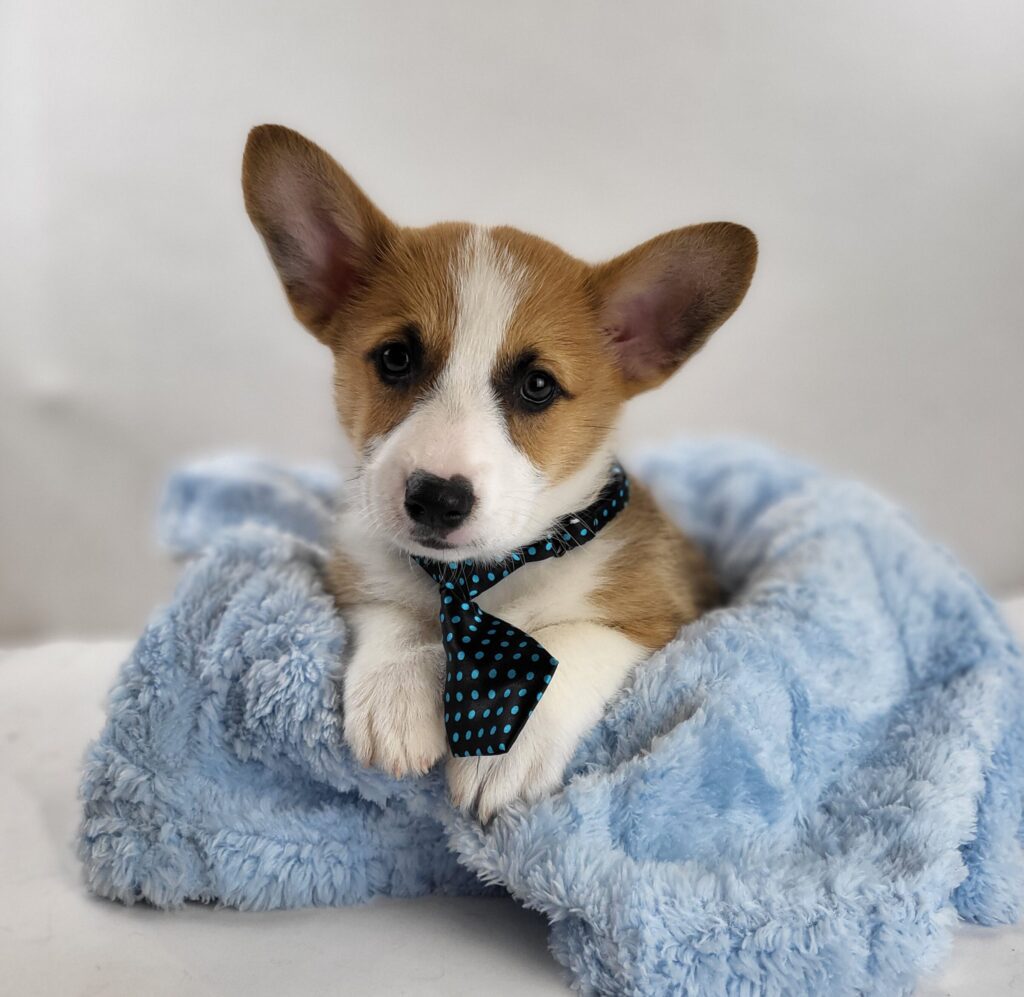 Harvey 2