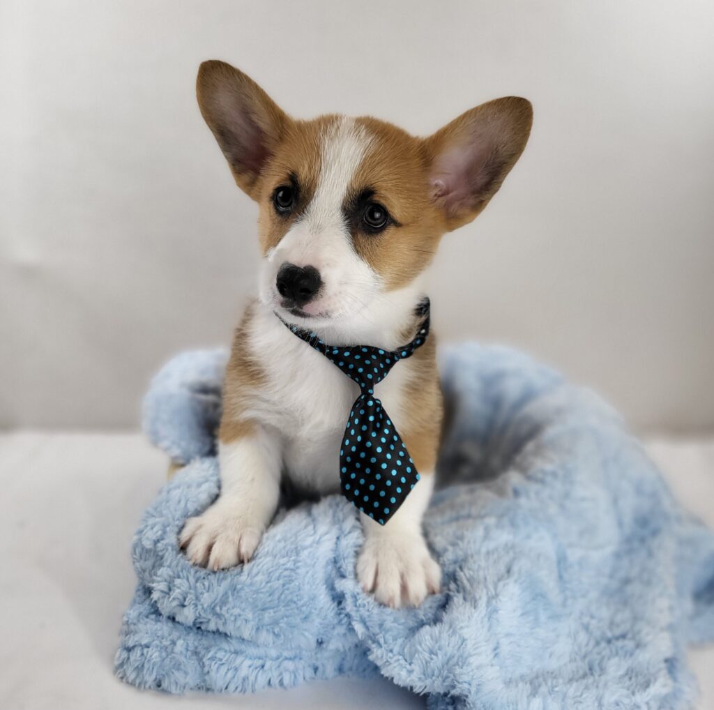 Harvey 3