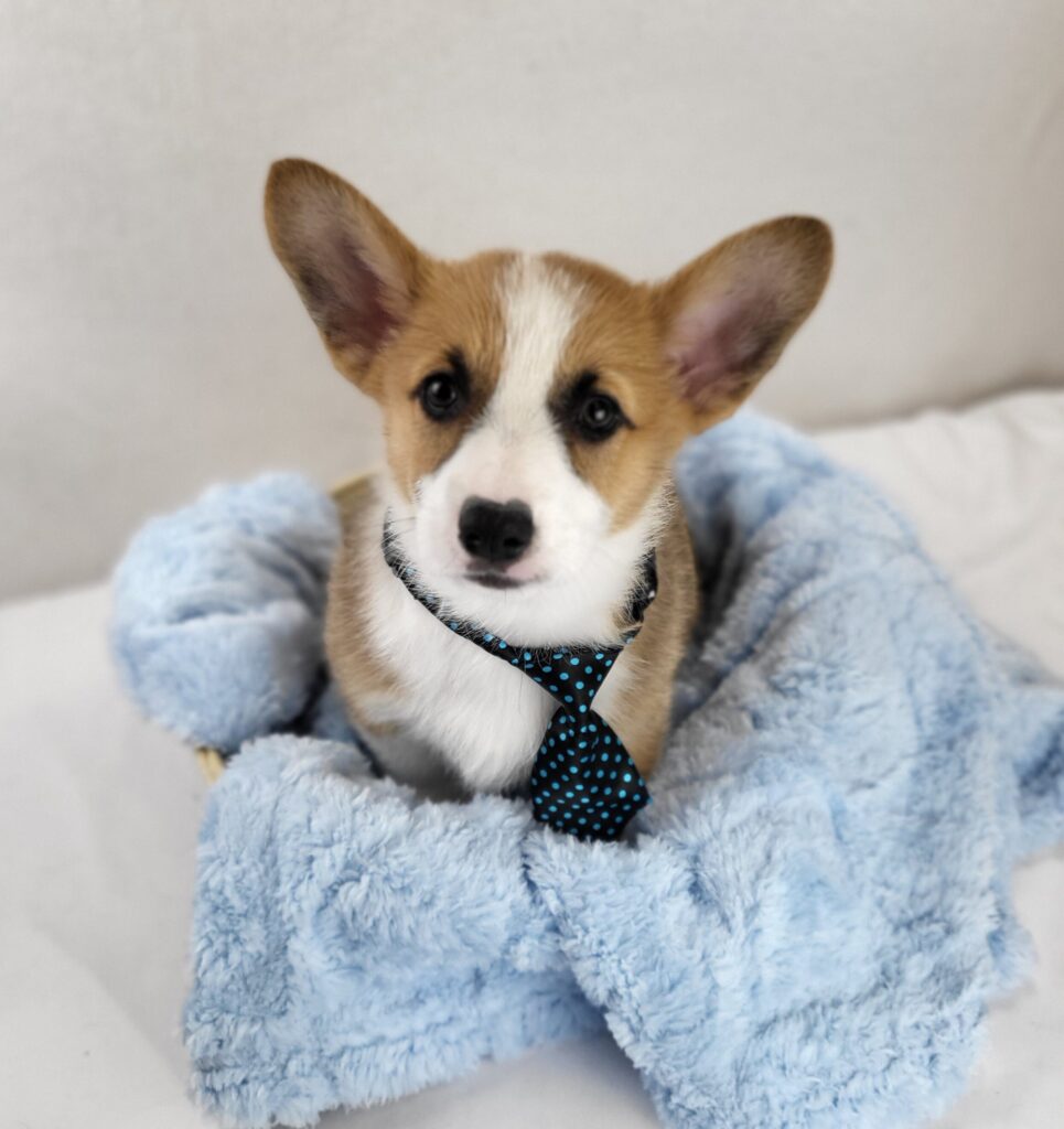 Harvey