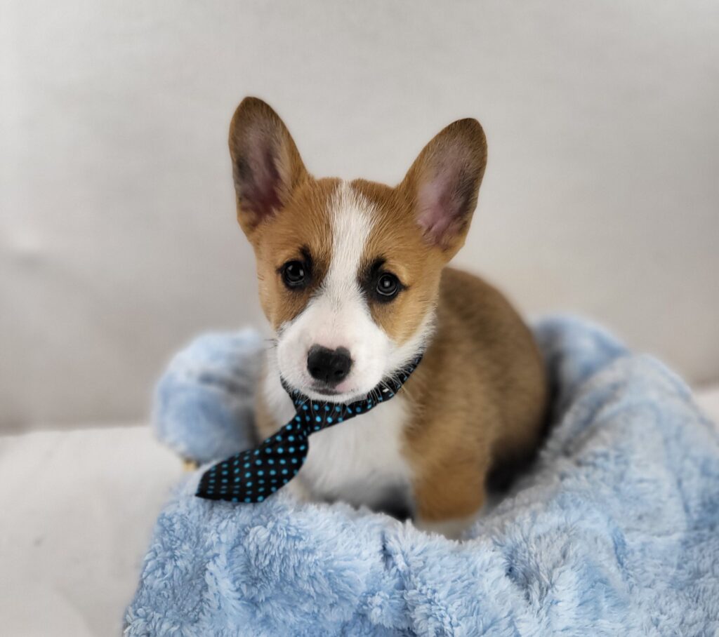 Harvey 4