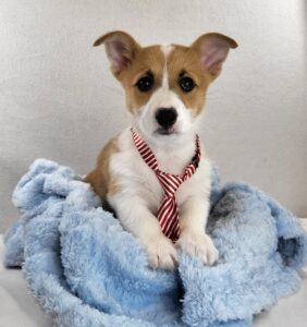 Happiness Is Pets Pembroke Welsh Corgi puppy available