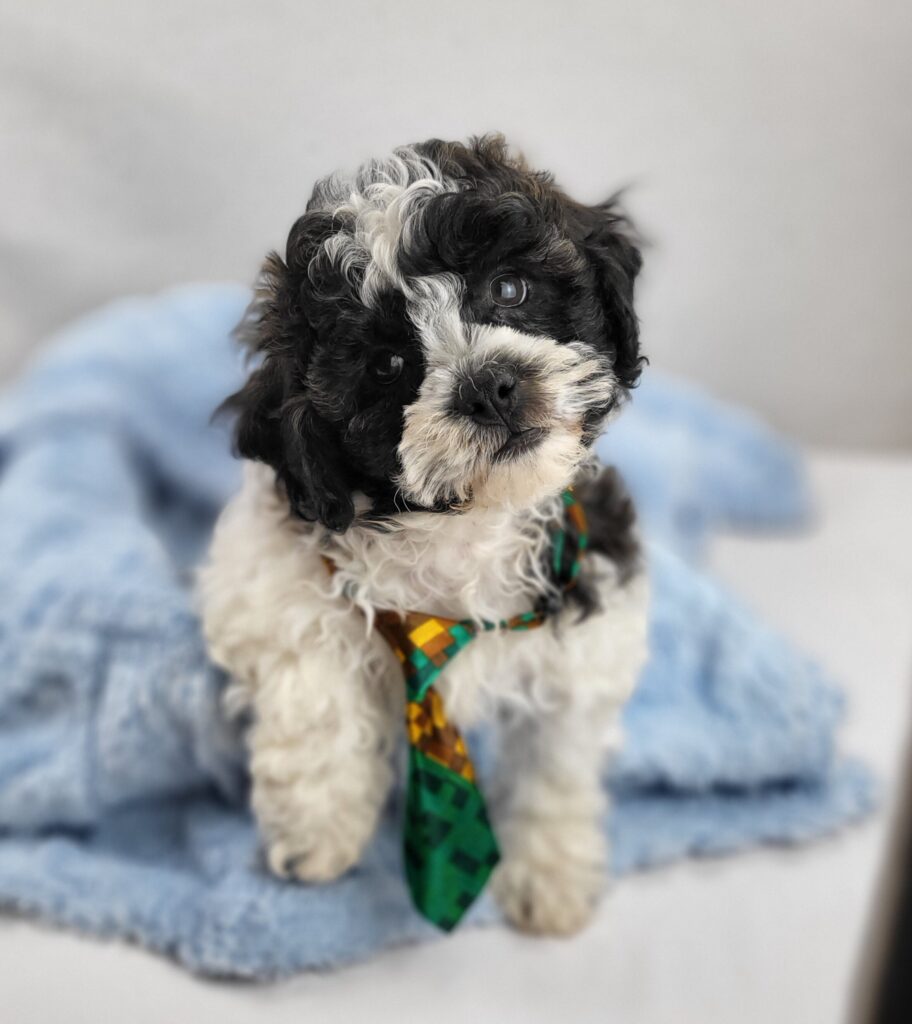Toby