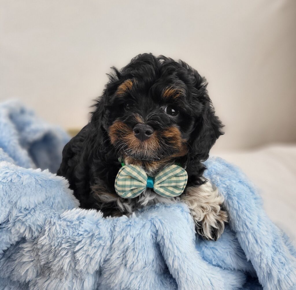 Sully 3