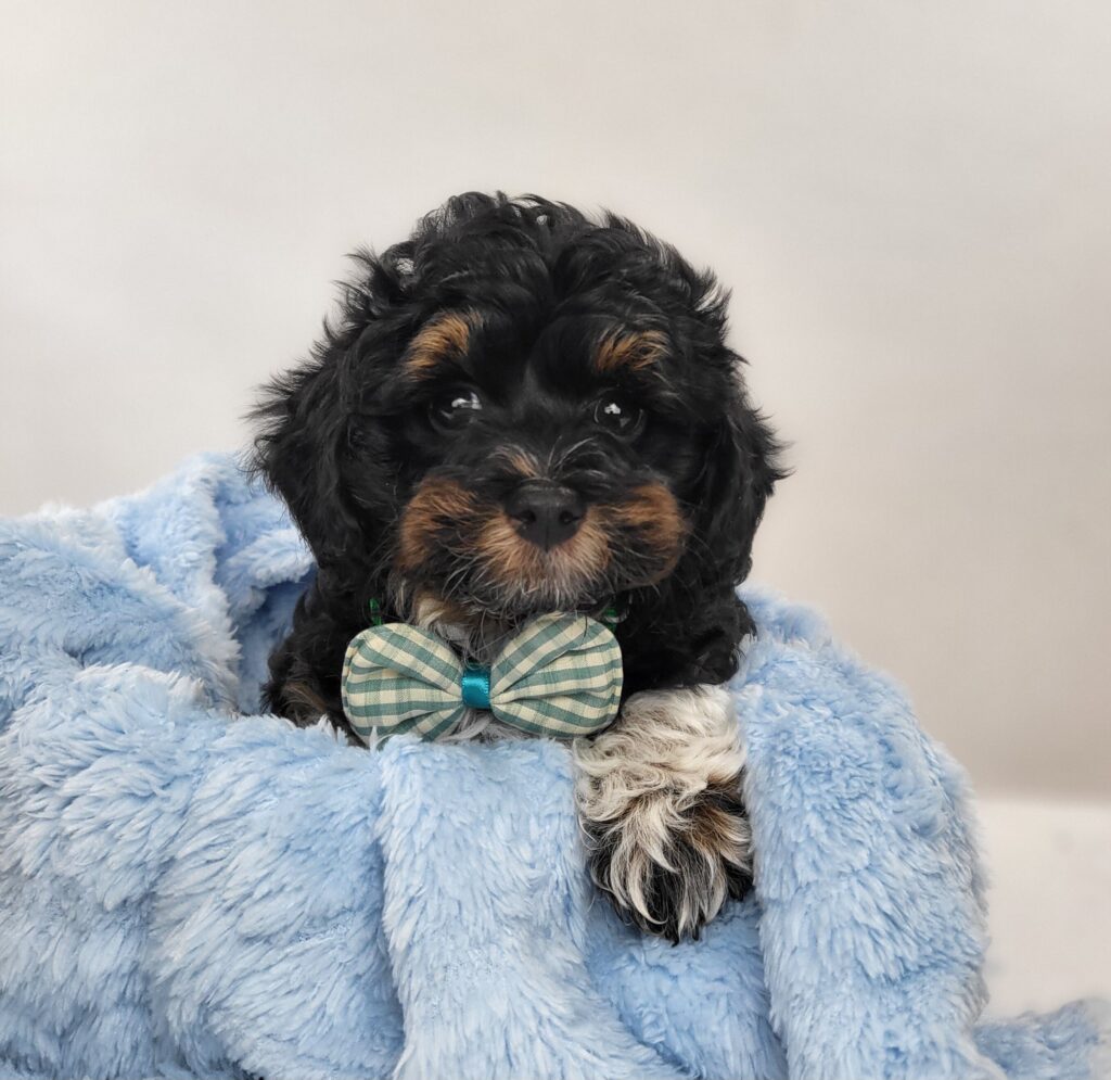 Sully