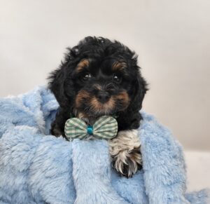 Havapoo puppy