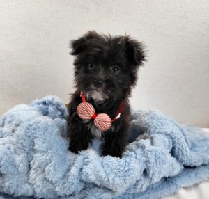 Happiness Is Pets Morkie puppy available